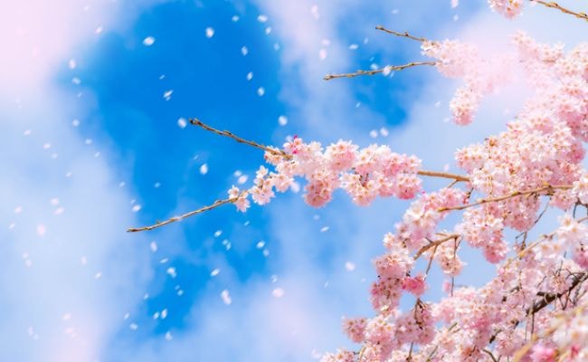 桜吹雪