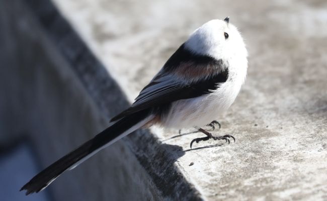 シマエナガ　かわいい