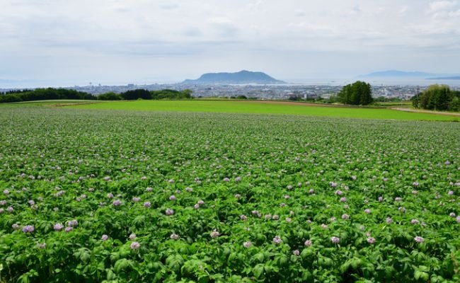 北海道　ジャガイモの花