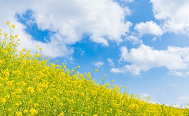 菜の花畑　青空